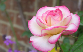Beautiful fragrant pink rose close-up