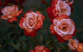 Beautiful garden roses close up