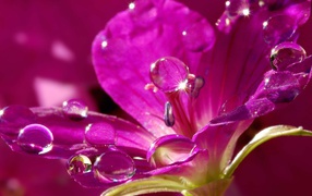 Красивый нежный сиреневый цветок в каплях воды