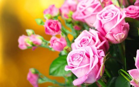 Красивые нежные розовые розы крупным планом 