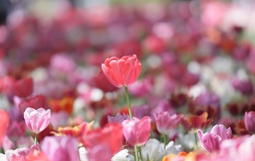 Beautiful gentle pink tulips in the sun