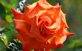 Красивый крупный цветок оранжевой розы