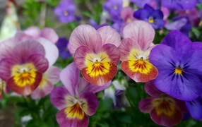 Beautiful multi-colored flowers pansy
