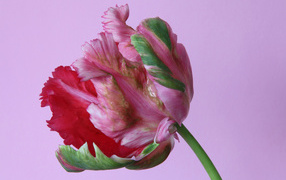 Красивый разноцветный тюльпан на розовом фоне крупным планом