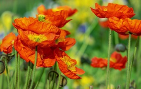 Beautiful orange decorative poppy flowers