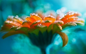 Красивый оранжевый цветок герберы с росой на лепестках