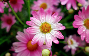 Красивая розовая ромашка в каплях росы крупным планом