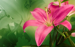 Beautiful pink lily close-up