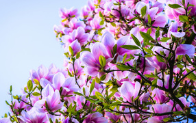 Красивые розовые цветы магнолии на дереве