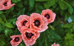 Beautiful pink poppies on a flower bed