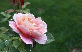 Beautiful pink rose in drops of dew on a flower bed