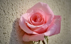 Красивая розовая роза стоит у стены 