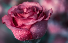 Красивая розовая роза с лепестками в росе