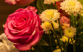 Красивая розовая роза с белыми хризантемами
