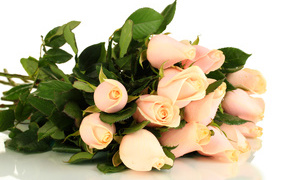Красивые розовые розы с зелеными листьями на белом фоне