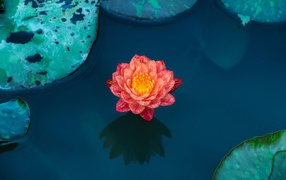 Beautiful pink water lily flower in water