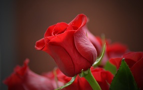 Beautiful red English rose close-up