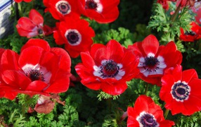 Beautiful red anemone flowers
