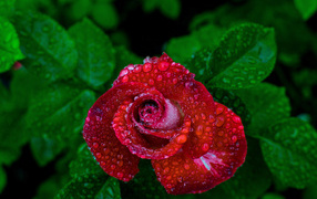 Красивая красная роза в каплях росы вид сверху 