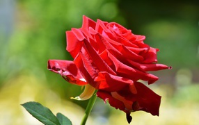 Beautiful red rose in the sun