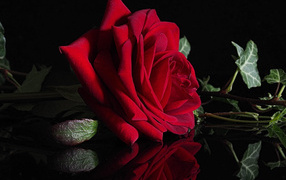 Красивая красная роза отражается в черной поверхности 