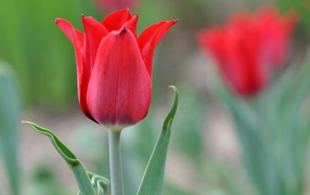 Beautiful red tulip close-up