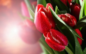Красивые красные тюльпаны с каплях воды