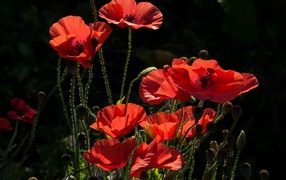 Beautiful sunny red poppies