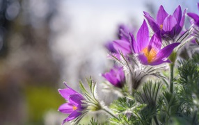 Beautiful violet flowers lumbago in the sun