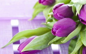 Beautiful violet tulips with green leaves