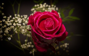Beautiful wet red rose with white flowers