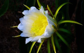 Beautiful white cactus flower
