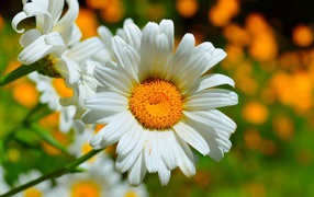 Beautiful white daisies in the sun