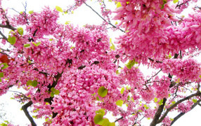 Beautiful with pink flowers tree branches in spring