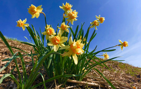 Beautiful yellow daffodils against the blue sky