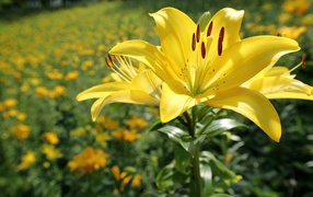 Beautiful yellow lily on a bed in the sun