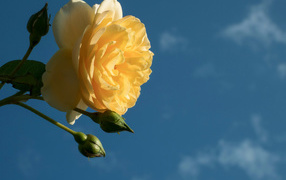 Beautiful yellow rose flower with buds against the blue sky background