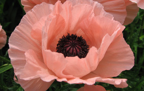 Big pink poppy flower close-up