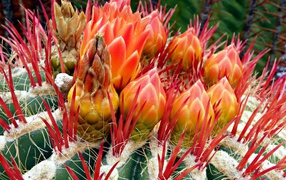 Blooming beautiful cactus close up