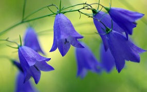 Blue beautiful bells flowers