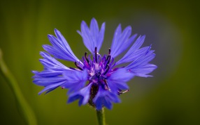 Голубой цветок василька крупным планом