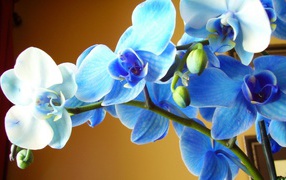 Голубая орхидея крупным планом