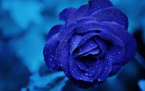 Синяя роза в каплях росы крупным планом
