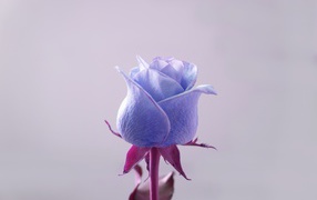 Blue rose on a gray background close-up