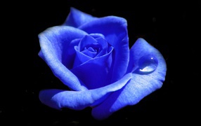 Blue rose with a drop of dew on a petal