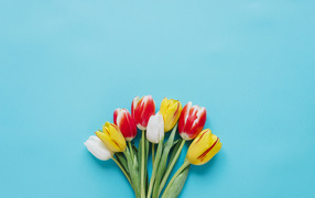 Букет разноцветных тюльпанов на голубом фоне