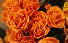 Букет оранжевых роз крупным планом