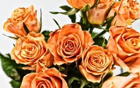 Букет оранжевых роз на сером фоне крупным планом