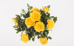 Bouquet of orange roses on a white background