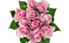 Букет розовых роз на белом фоне вид сверху